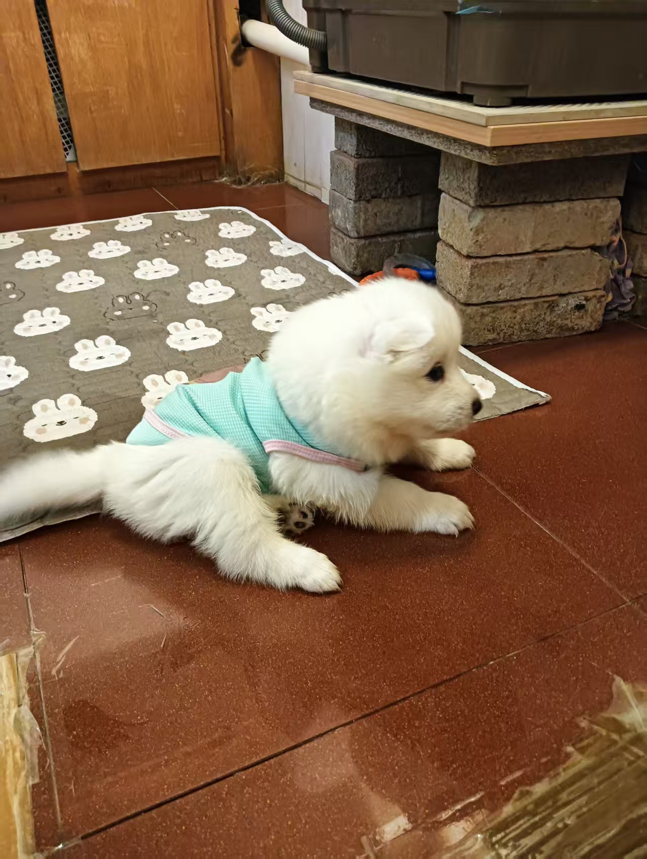 驱虫做齐，平时喂的是幼犬粮，性格特别黏人，一喊就凑过来蹭手～